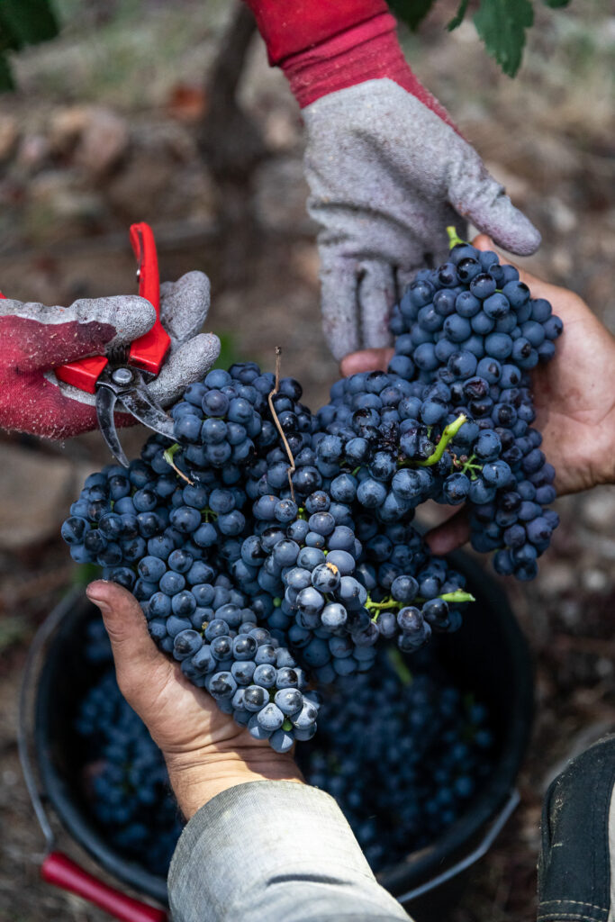 Vendanges St Maur 2020BD 056 web