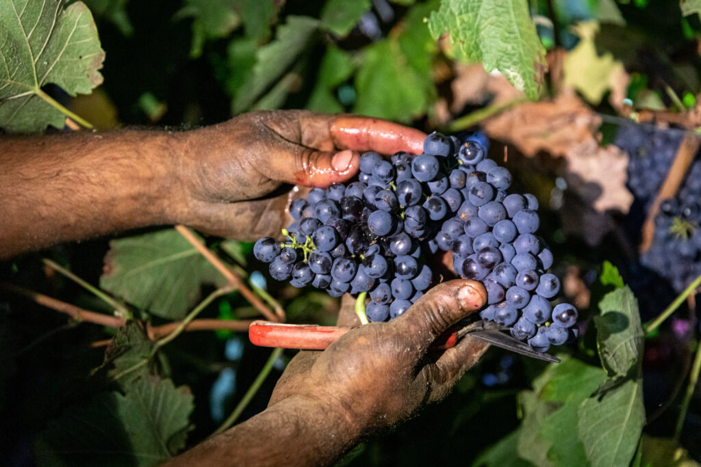 Photo - Harvest 2025: The harvest is launched! Vendanges St Maur 2020HD 004" Vendanges St Maur 2020HD 004