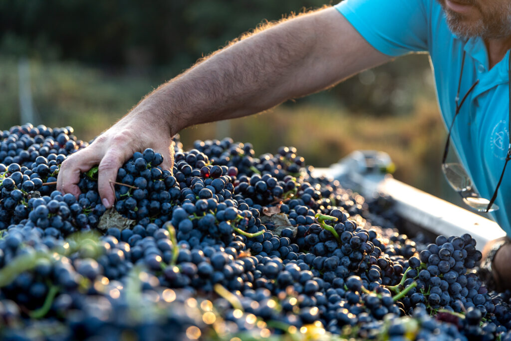 Photo - Harvest 2025: The harvest is launched! Vendanges St Maur 2020HD 104 Vendanges St Maur 2020HD 104